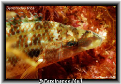 A nice symphodus tinca in the night of Mediterranean sea. by Ferdinando Meli 